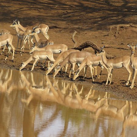 Sable Creek Safari Lodge 트자넨 외부 사진