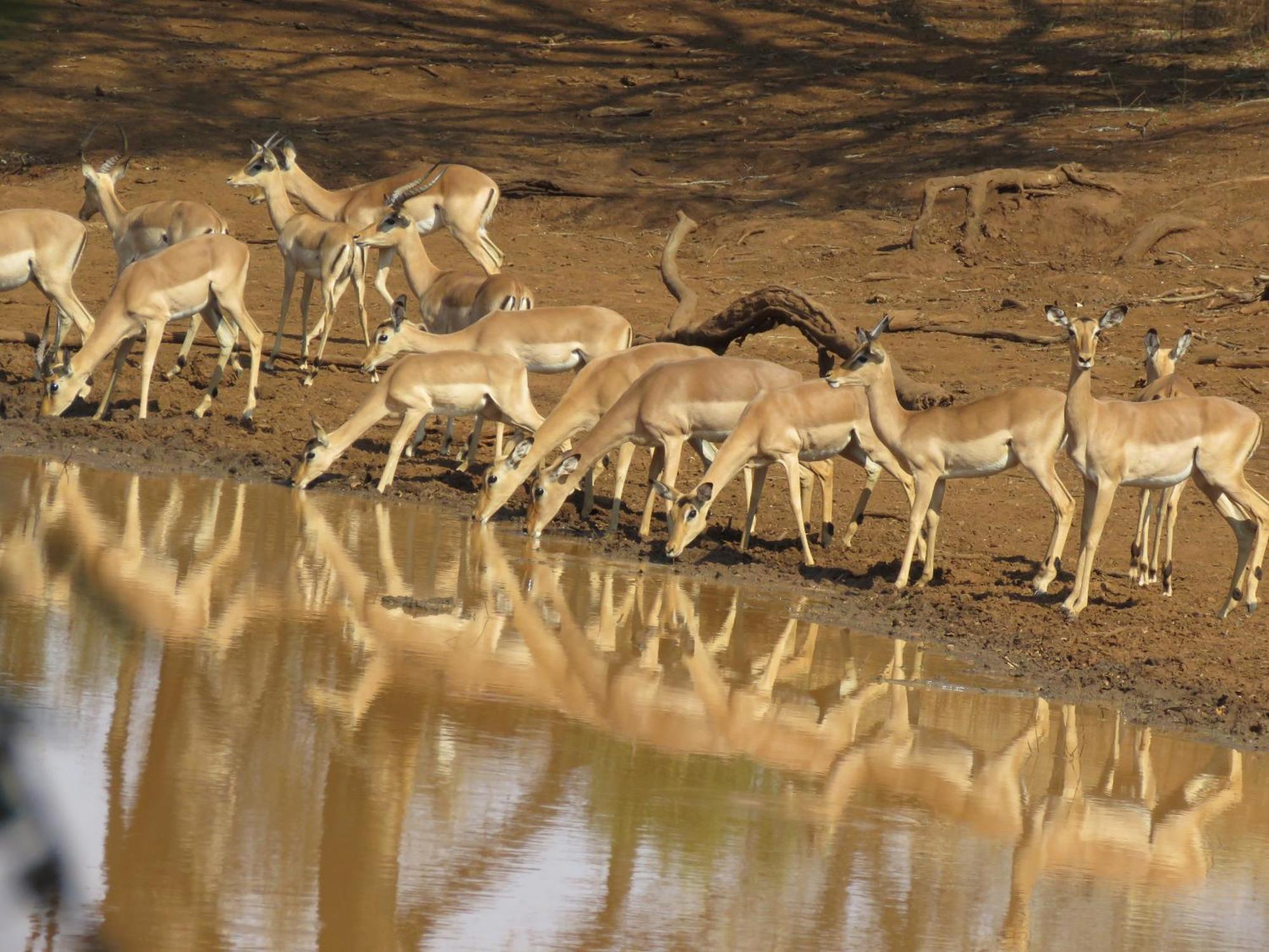 Sable Creek Safari Lodge 트자넨 외부 사진
