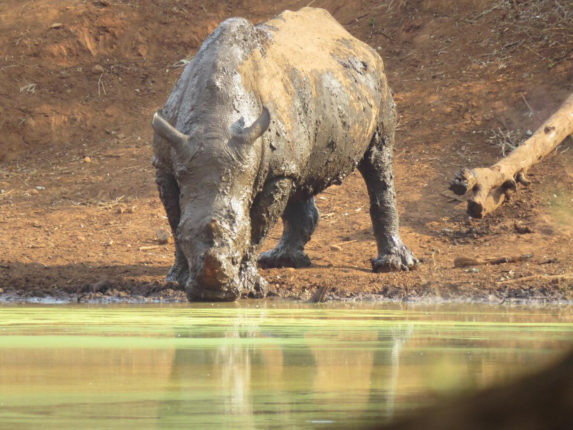 Sable Creek Safari Lodge 트자넨 외부 사진