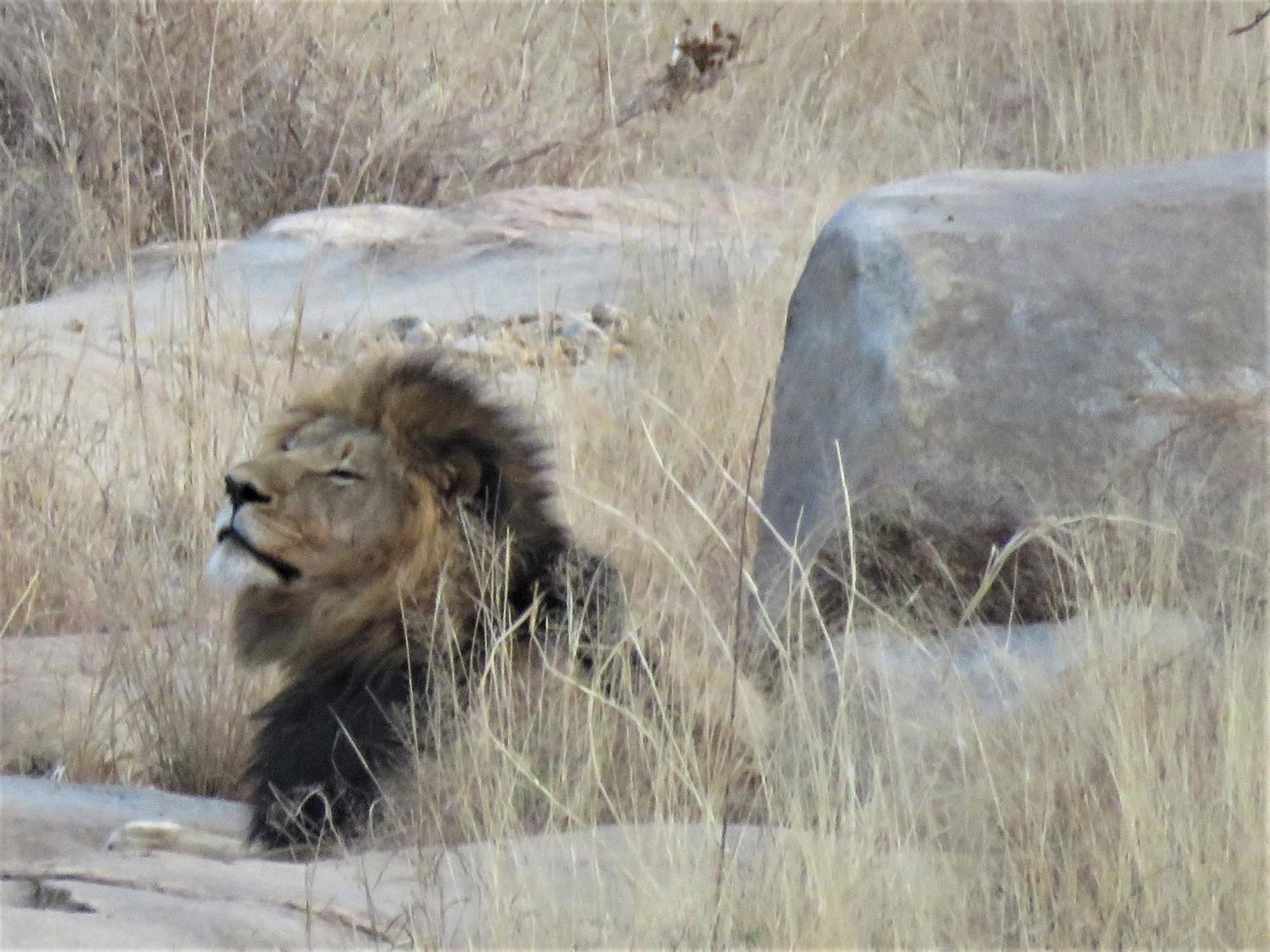 Sable Creek Safari Lodge 트자넨 외부 사진