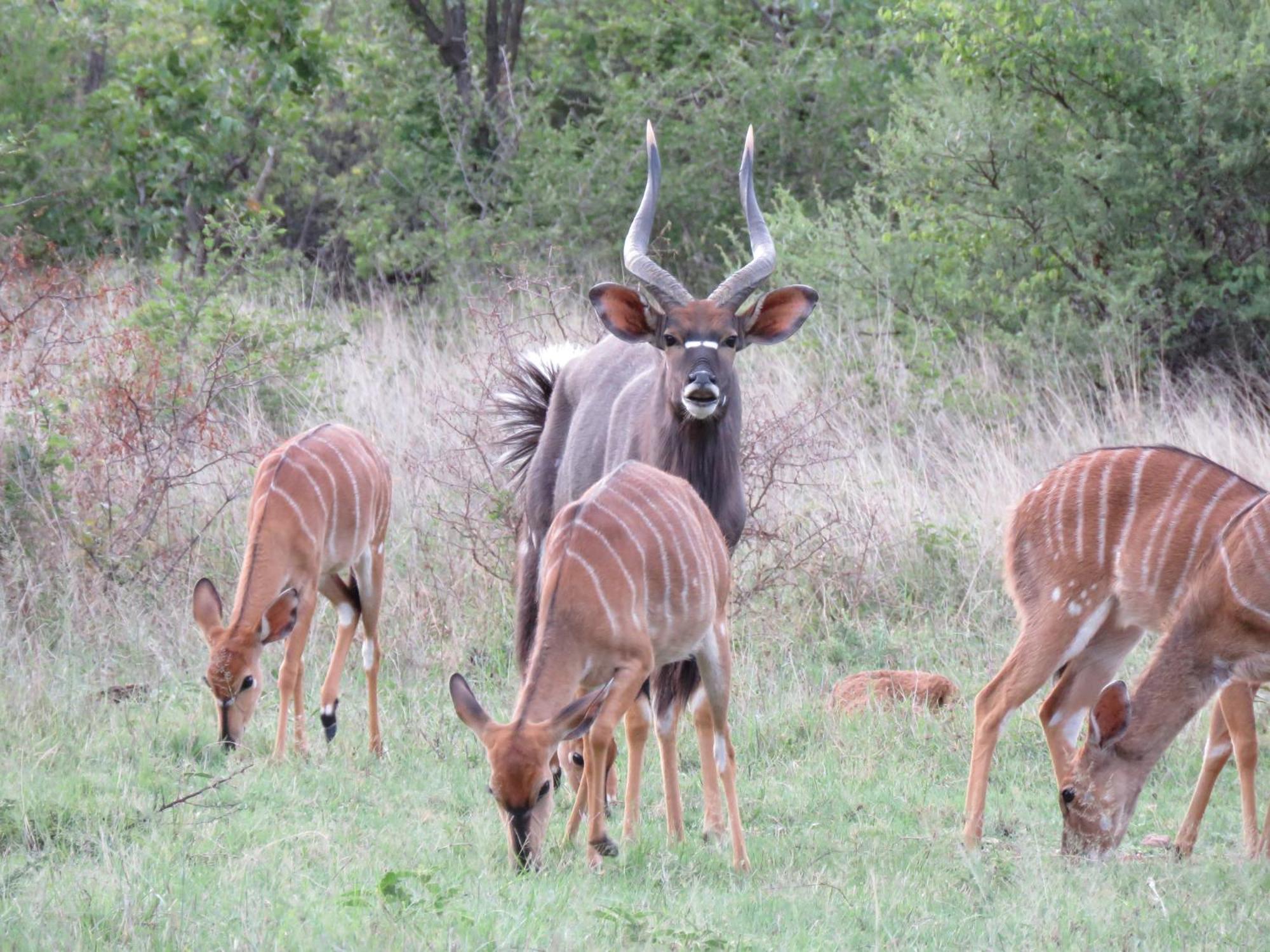 Sable Creek Safari Lodge 트자넨 외부 사진